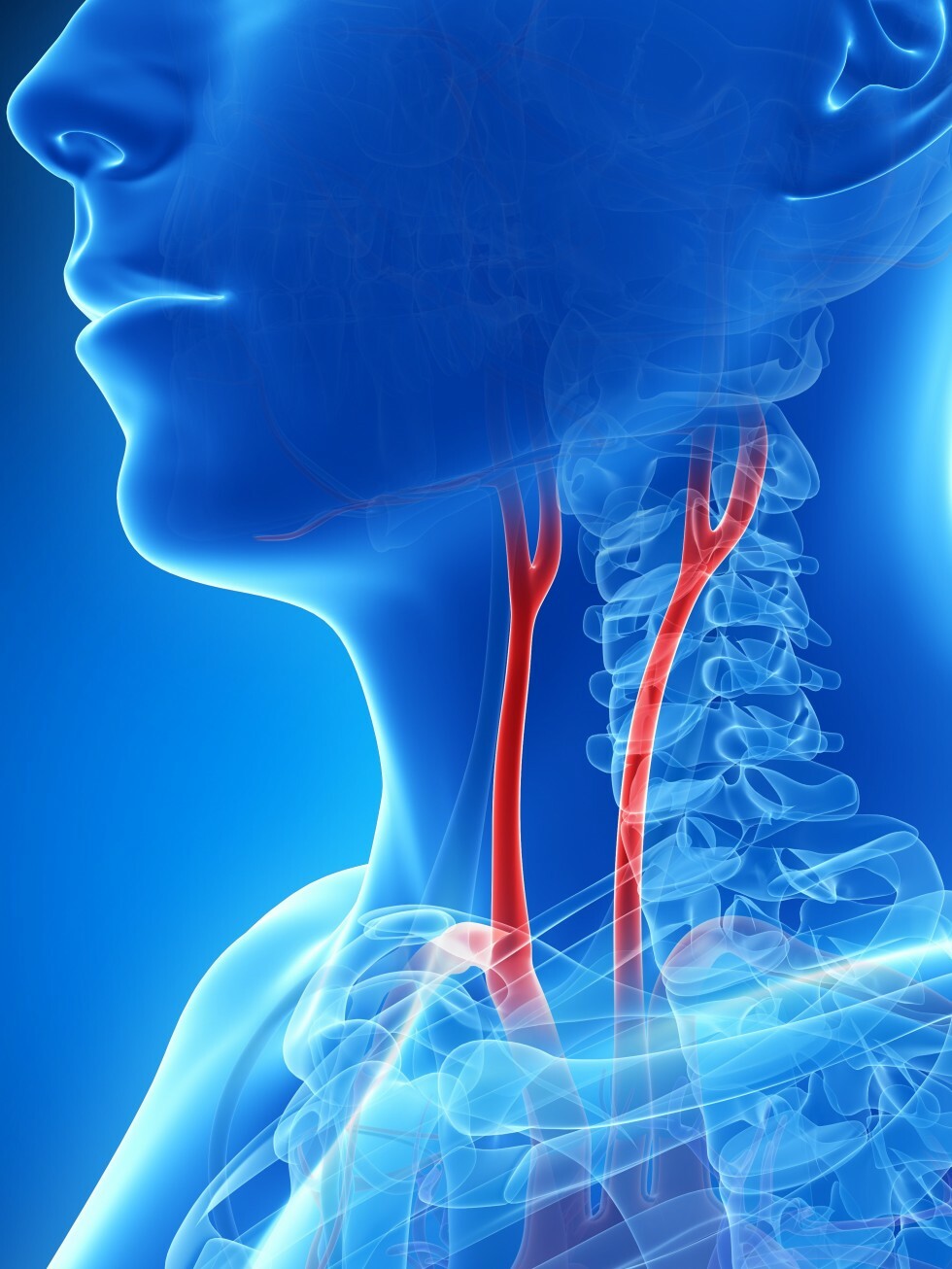 model of carotid arteries location